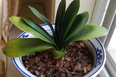 冬天君子兰夹箭怎么办