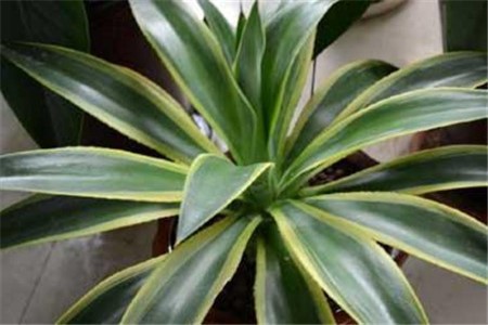 金边龙舌兰有刺吗