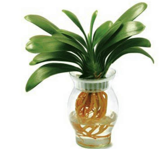 君子兰水培图片欣赏