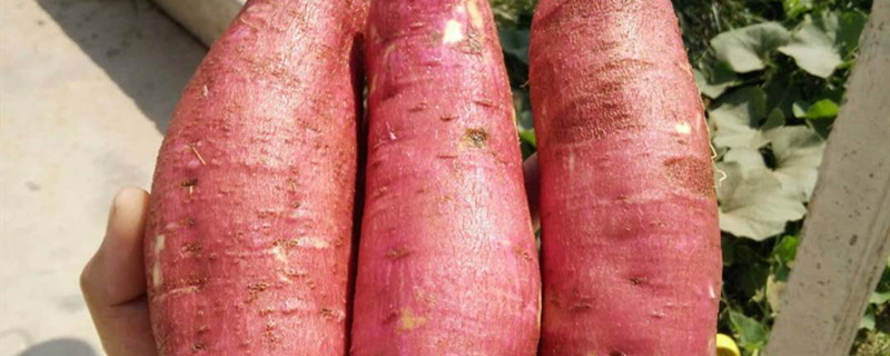 地瓜的养殖方法(地瓜的养殖方法和管理)