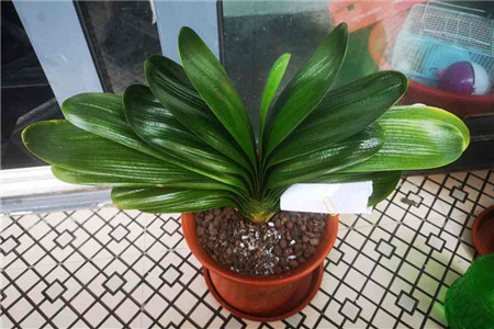 冬天君子兰夹箭怎么办