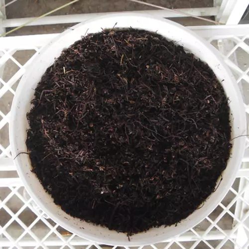 秋天什么花盛开的最好