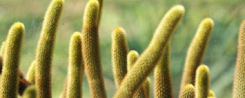 黄金钮怎么养(黄金妞养殖方法)