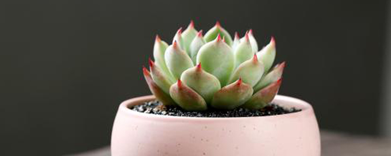 多肉怎么根插(多肉怎么扦插生根快视频)