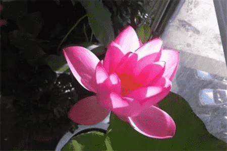 碗莲能室内养吗