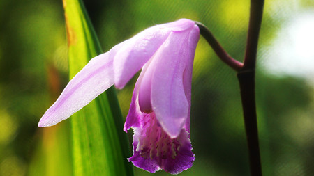 朱兰什么时候开花