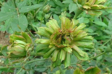 绿萼花的功效与作用及禁忌