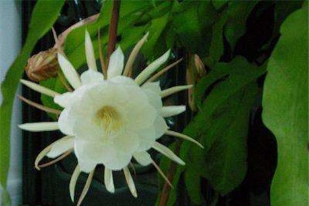 刚买的昙花苗怎么操作