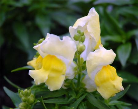 金鱼草的养殖方法和注意事项吊兰