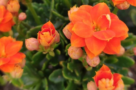 长寿花花苞还没开就枯萎怎么办