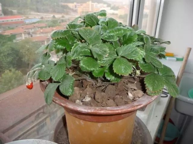 秋天什么花盛开的最好