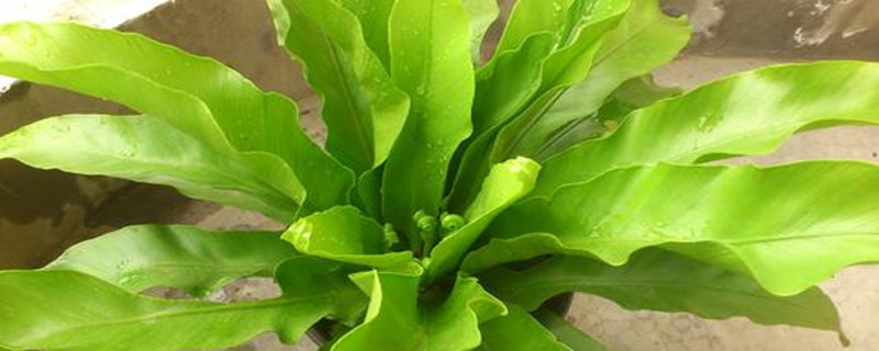 鸟巢蕨一般多少天浇一次(鸟巢蕨修剪时间)