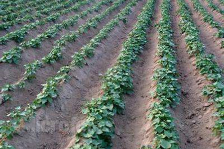 地瓜的养殖方法和管理