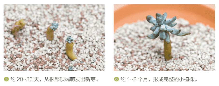 多肉怎么扦插生根快视频