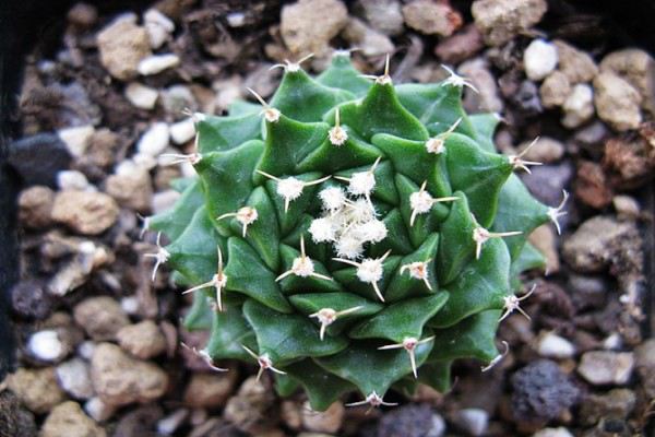 帝冠的繁殖方法(帝冠花图片)