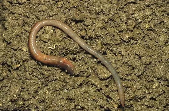 秋天什么花盛开的最好