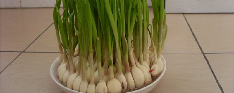 大蒜的水培方法和注意事项要给水培大蒜充足的光照(大蒜用水培怎么弄)
