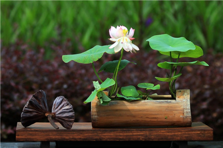 碗莲能室内养吗