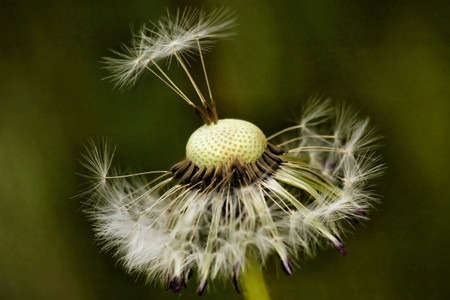 蒲公英种植技术与栽培管理