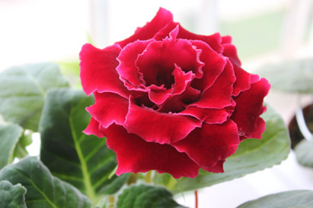 大岩桐的叶子边缘发黑发枯