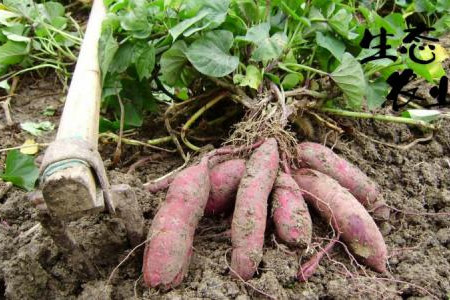 地瓜的养殖方法和管理