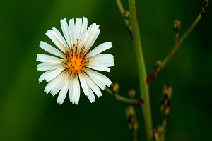 飞蓬与一年蓬的区别