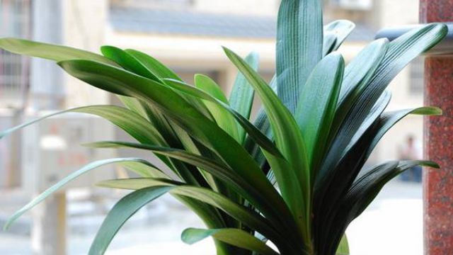 君子兰的水培方法君子兰水培步骤及养护注意事项(君子兰水培图片欣赏)