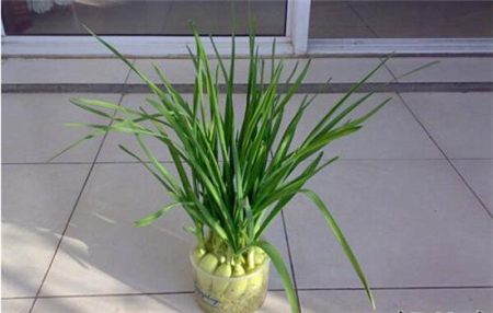 大蒜用水培怎么弄