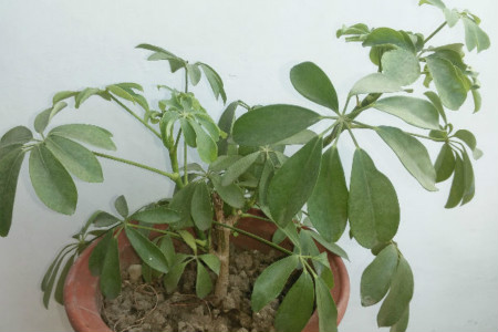 摇钱树图片 盆栽价格