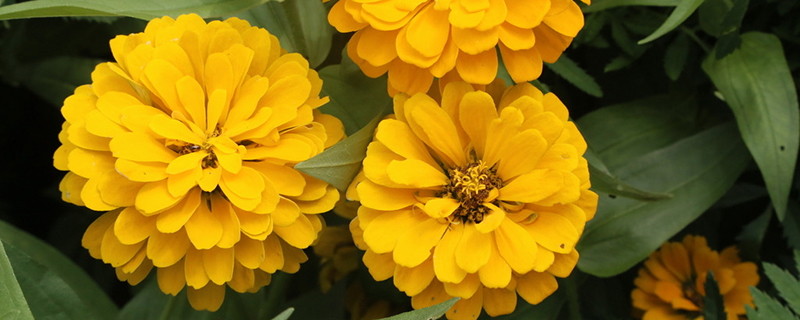 百日草的养殖方法和注意事项(百日草的养殖方法和注意事项图片)