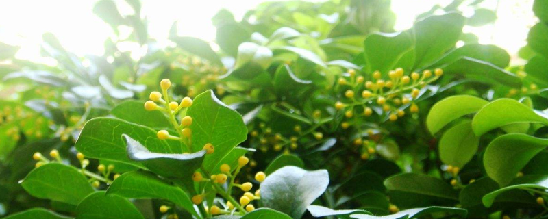 米兰花春季怎么养(米兰花的春季管理)