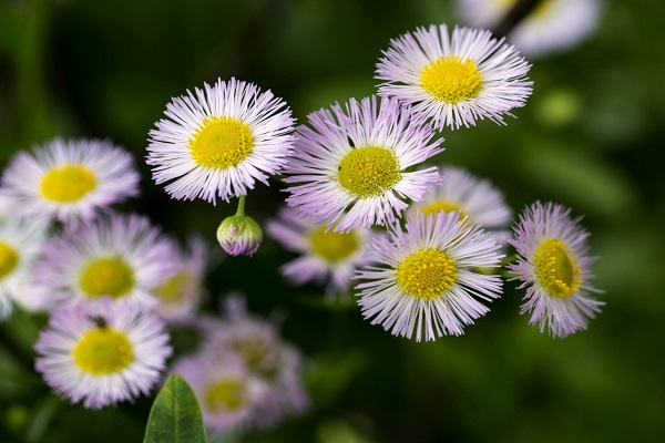 一年蓬和小飞蓬的区别(飞蓬与一年蓬的区别)