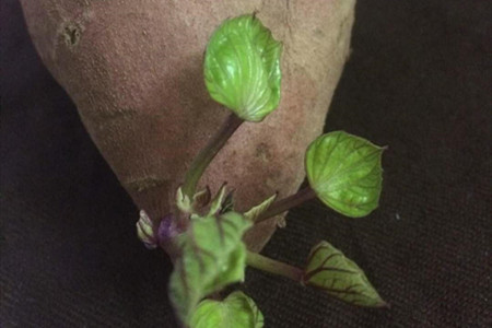 地瓜的养殖方法和管理