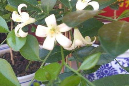 九里香枝干发黑怎么办