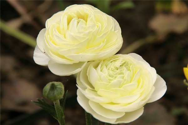 花毛茛的花语(花毛茛怎么读)