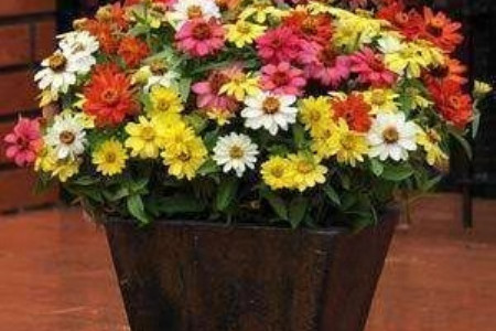 百日草的养殖方法和注意事项图片