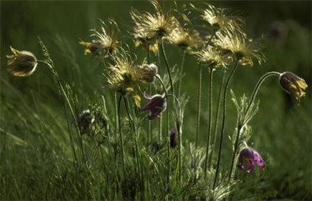 白头翁的花语和传说有关