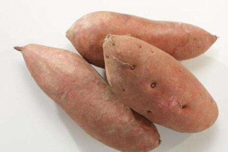 地瓜的养殖方法和管理