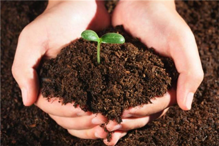 花卉土壤怎样消毒杀菌