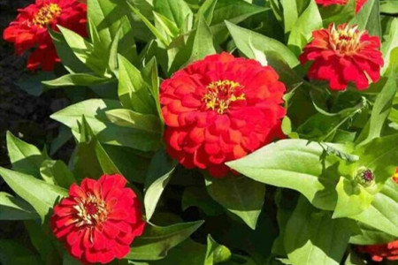 百日草的养殖方法和注意事项图片