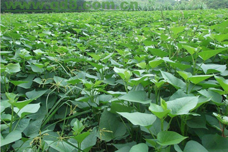 地瓜的养殖方法和管理