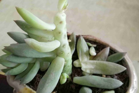 多肉突然叶子掉完了怎么办视频