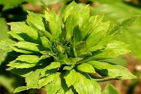 绿萼花的功效与作用及禁忌