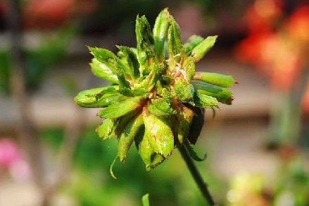 绿萼花的功效与作用及禁忌