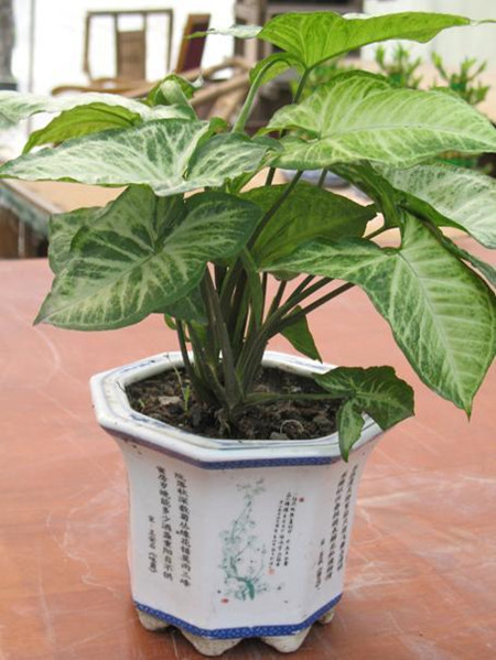 合果芋可以放在卧室吗