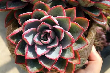 多肉植物放冰箱会不会变色