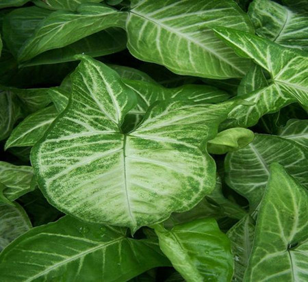 合果芋可以放在卧室吗