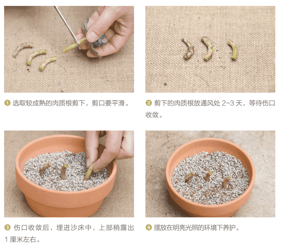 多肉怎么扦插生根快视频