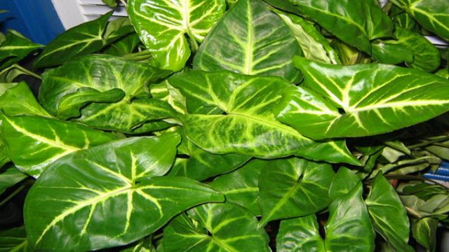 合果芋能放在卧室吗(合果芋可以放在卧室吗)