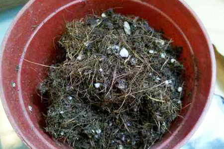 粉红色凌霄花是什么品种